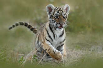 Cute tiger cub. Siberian tiger in grass. Amur tiger running in the meadow. Action wildlife summer