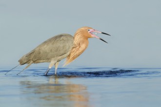 Reddish Egret (Egretta rufescens), Florida, USA