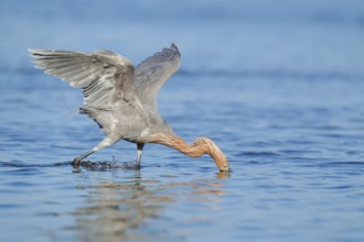 Reddish Egret (Egretta rufescens), Florida, USA