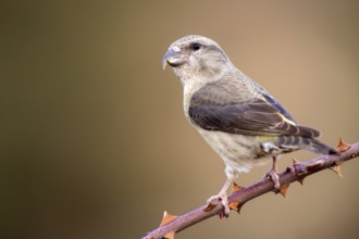 Red Crossbill (Loxia curvirostra) juvenile perched on a branch, Aragon, Spain
