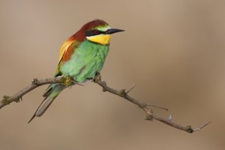 European Bee-eater (Merops apiaster), Lake Neusiedl, Austria