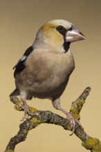 Hawfinch (Coccothraustes coccothraustes), Extremadura, Spain