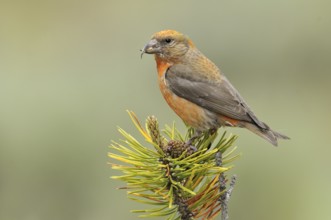 Red Crossbill (Loxia curvirostra) male, Oregon, USA