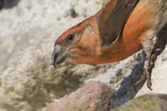 Common Crossbill - Fichtenkreuzschnabel - Loxia curvirostra ssp. curvirostra, Germany