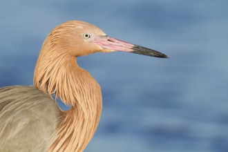 Reddish Egret (Egretta rufescens), Florida, USA