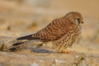 Lesser Kestrel (Falco naumanni), female on roof, Castile-La Mancha