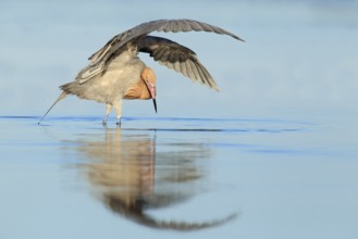 Reddish Egret (Egretta rufescens), Florida, USA