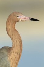 Reddish Egret (Egretta rufescens), Florida, USA