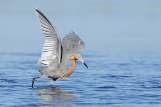 Reddish Egret (Egretta rufescens), Florida, USA