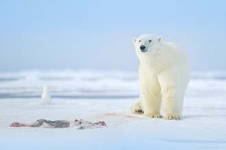 Two polar bears with killed seal. White bear feeding on drift ice with snow, Svalbard, Norway.