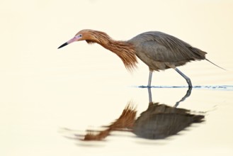 Reddish Egret (Egretta rufescens), Florida, USA