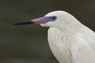 Reddish Egret (Egretta rufescens), Florida, USA