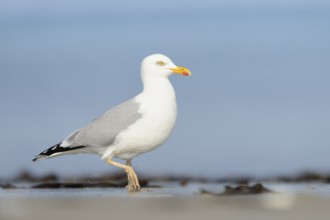European Herring Gull (Larus argentatus), Schleswig-Holstein, Germany