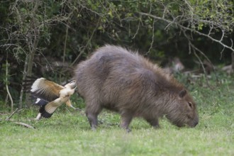 A Yellow-headed Caracara feeds from the rear end of a Capybara. In this image the caracara has
