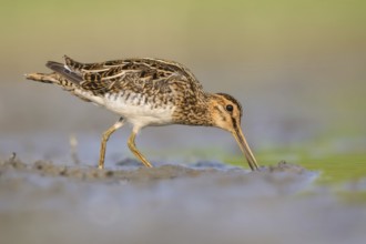 Common Snipe (Gallinago gallinago) foraging, Poland