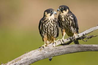 Eurasian Hobby (Falco subbuteo) pair, Carinthia, Austria