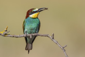 European Bee-eater (Merops apiaster) perched on a branch with an insect in its beak, Lesvos, Greece