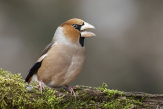 Hawfinch (Coccothraustes coccothraustes) male perched on a branch, Poland