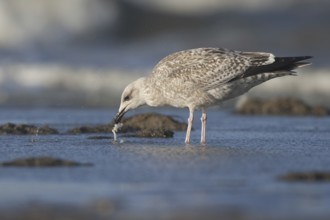 European Herring Gull (Larus argentatus) juvenile, Netherlands