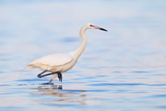 Reddish Egret (Egretta rufescens), Florida, USA