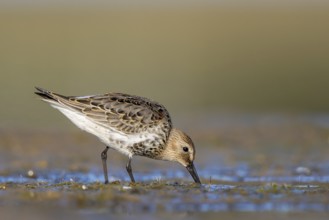 Common Snipe (Gallinago gallinago) foraging, North Rhine-Westphalia, Germany