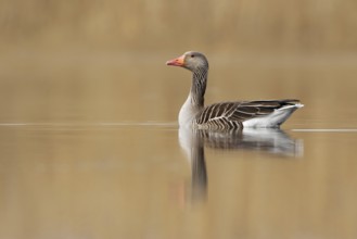 Greylag Goose (Anser anser), Brandenburg, Germany