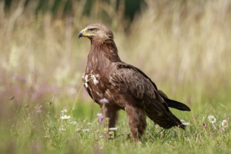 Lesser Spotted Eagle (Clanga pomarina) on grassland, Poland