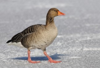 Greylag Goose (Anser anser), Brandenburg, Germany