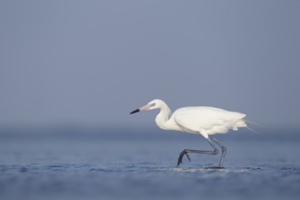 White-morph Reddish Egret : Mustang Island State Park : Port Aransas, TX