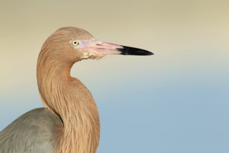 Reddish Egret (Egretta rufescens), Florida, USA
