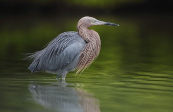 Reddish Egret (Egretta rufescens), Florida, USA