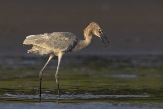 Reddish Egret (Egretta rufescens) eating a fish, Costa Rica