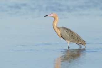 Reddish Egret (Egretta rufescens), Florida, USA