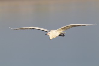 Reddish Egret (Egretta rufescens) flying, Florida, USA