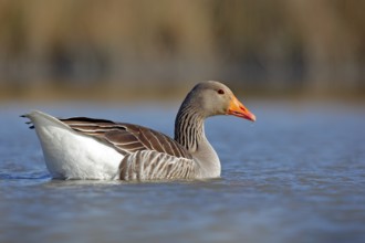 Duck in the water. Greylag Goose, Anser anser, floating on the water surface. Bird in the water.