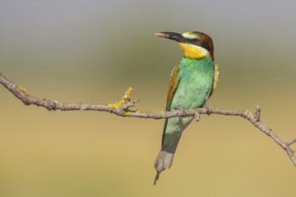 European Bee-eater (Merops apiaster), Lesvos, Greece