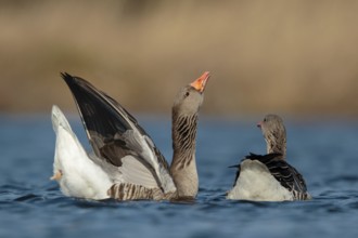 Greylag Goose (Anser anser) pair displaying, Utrecht, Netherlands