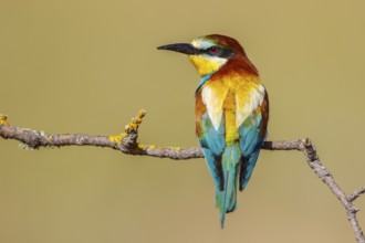 European Bee-eater (Merops apiaster), Lesvos, Greece