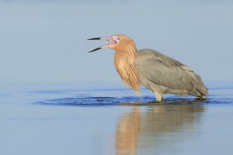Reddish Egret (Egretta rufescens), Florida, USA