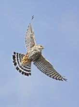 Merlin (Falco columbarius) flying, Saskatchewan, Canada