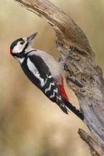 Great Spotted Woodpecker (Dendrocopos major) male, Saxony-Anhalt, Germany