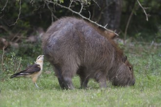 A Yellow-headed Carcara inspects the rear side of a Capybara looking for insects to feed upon.