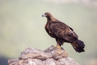 Golden Eagle (Aquila chrysaetos), Madrid, Spain