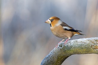 Hawfinch (Coccothraustes coccothraustes), Saxony-Anhalt, Germany
