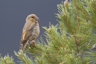 Common Crossbill - Fichtenkreuzschnabel - Loxia curvirostra ssp. polyogyna, Morocoo, 2nd cy, male
