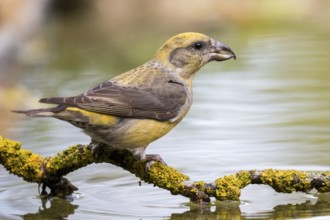 Red Crossbill (Loxia curvirostra) female at a waterhole, Madrid, Spain