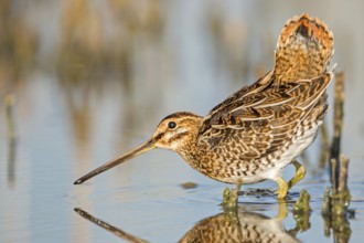 Common Snipe (Gallinago gallinago), Saxony-Anhalt, Germany