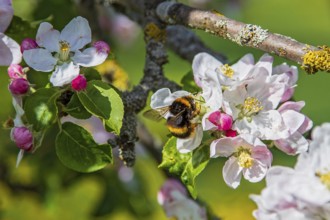 Erdhummel (Bombus terrestris) sammelt Nektar an an blühendem Apfelbaum (Pyrus malus), Hessen,