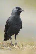 Western Jackdaw (Coloeus monedula)