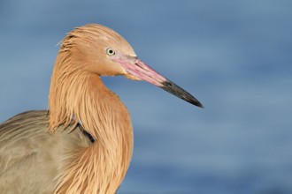 Reddish Egret (Egretta rufescens), Florida, USA